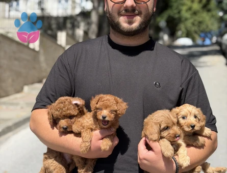 SEVİMLİ MALTİPOO YAVRULARI YENİ AİLESİNİ ARIYOR - 8197 - Görsel 4