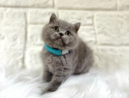 British Shorthair Gri Erkek 2 Aylık Topaç Kafa
