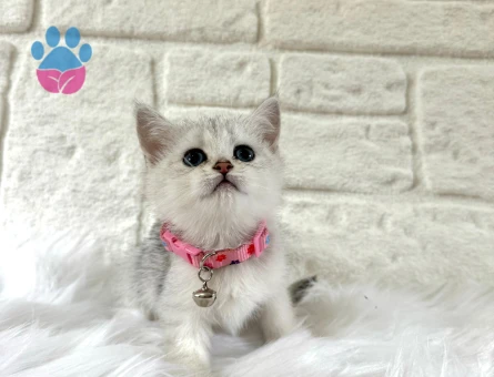 British Shorthair Silver Dişi 2 Aylık