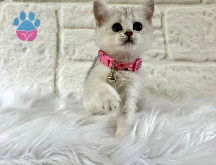 British Shorthair Silver Dişi 2 Aylık