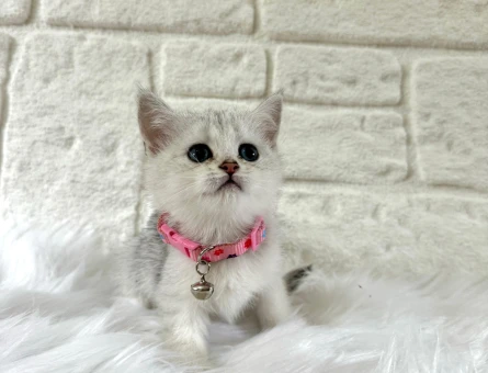 British Shorthair Silver Dişi 2 Aylık