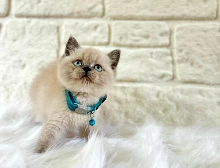 British Shorthair Bluepoint Erkek
