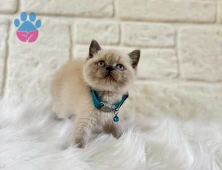 British Shorthair Bluepoint Erkek