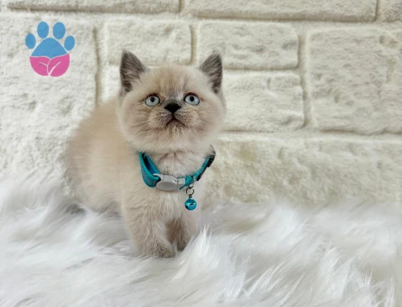British Shorthair Bluepoint Erkek
