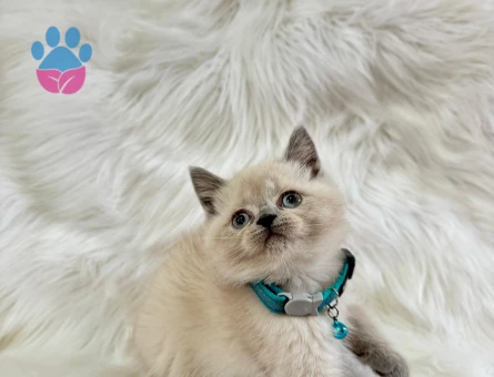 British Shorthair Bluepoint Erkek 2 Aylık