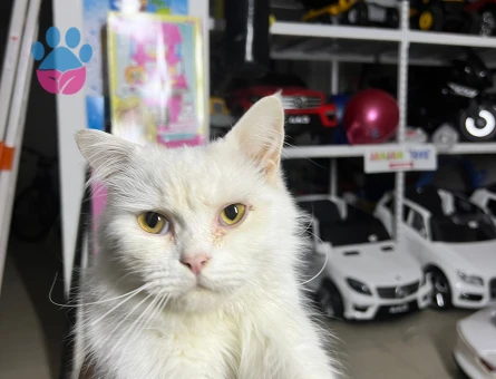 Sokakta bulduğumuz British Kediyi Sahiplendirmek İstiyoruz