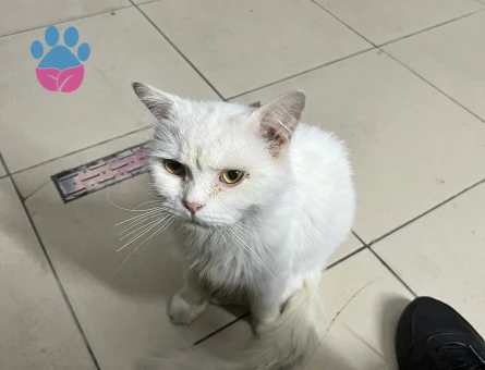 Sokakta bulduğumuz British Kediyi Sahiplendirmek İstiyoruz