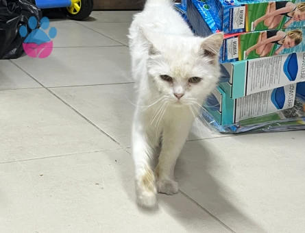 Sokakta bulduğumuz British Kediyi Sahiplendirmek İstiyoruz