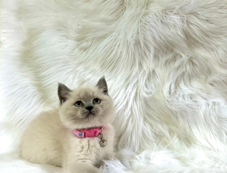 British Shorthair Dişi 2 Aylık Point
