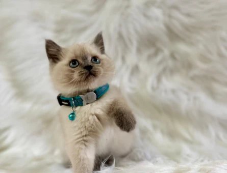 British Shorthair Erkek Bluepoint Yavrularımız