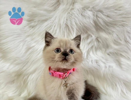 British Shorthair Dişi 2 Aylık