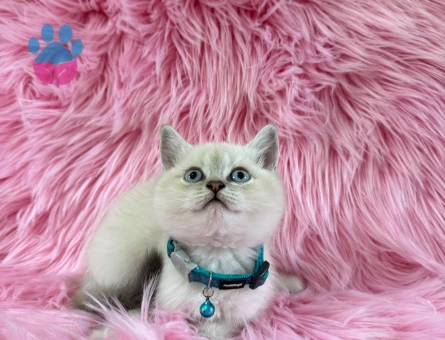 British Shorthair 2 Aylık Erkek