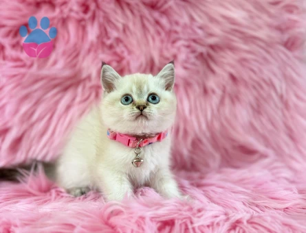 British Shorthair Dişi 2 Aylık