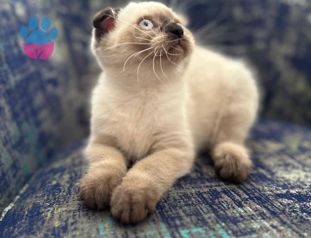 Scotish fold blue point