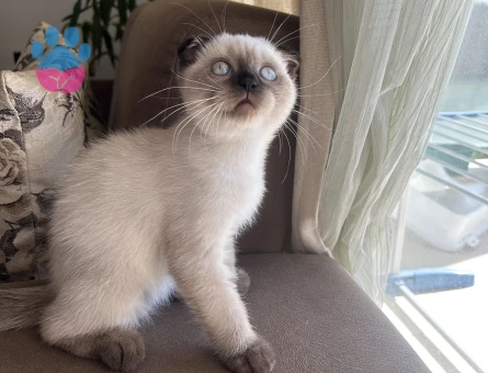 Scotish fold blue point