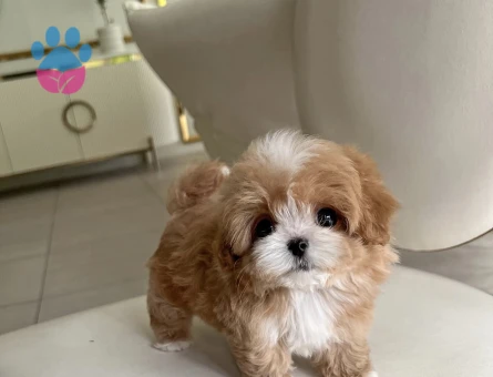 Kore Poodle birbirinden güzel bebeklerimiz - 10300 - Görsel 2