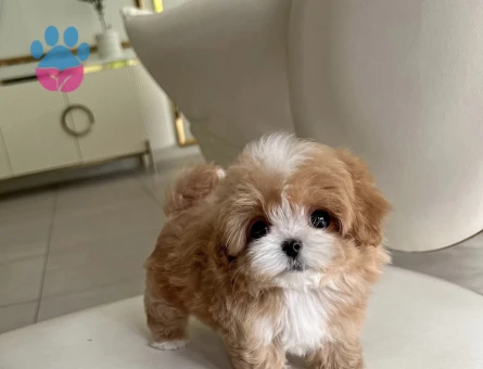 Kore Poodle birbirinden güzel bebeklerimiz - 10300 - Görsel 3