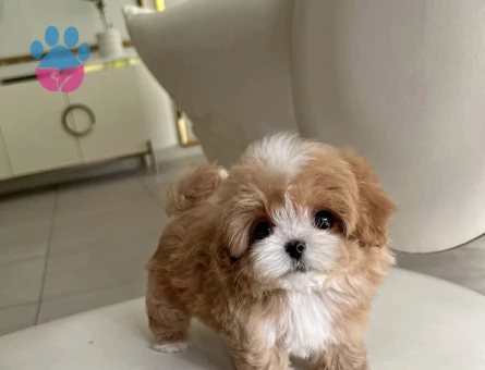 Kore Poodle birbirinden güzel bebeklerimiz - 10300 - Görsel 4
