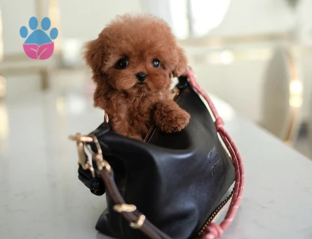 Kore Poodle yollarımız babyface - 10301 - Görsel 3
