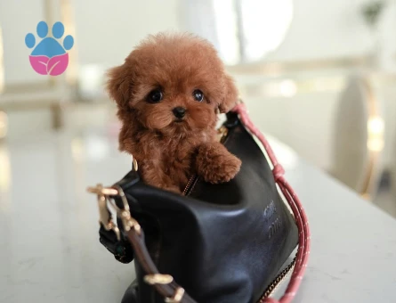 Kore Poodle yollarımız babyface - 10301 - Görsel 2