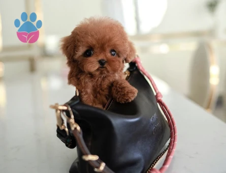 Kore Poodle yollarımız babyface - 10301 - Görsel 4