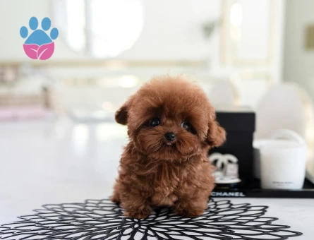 Kore Poodle birbirinden şahane - 10303 - Görsel 2