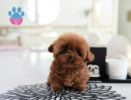 Kore Poodle birbirinden şahane - 10303 - Görsel 4