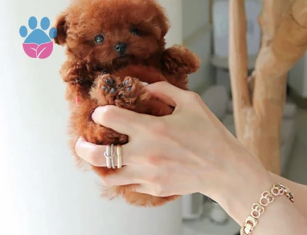 Kore Poodle pıtırcık bebekler - 10304 - Görsel 4