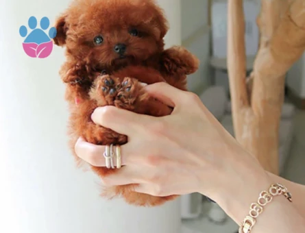 Kore Poodle pıtırcık bebekler - 10304 - Görsel 2
