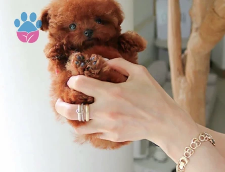 Kore Poodle pıtırcık bebekler - 10304 - Görsel 3