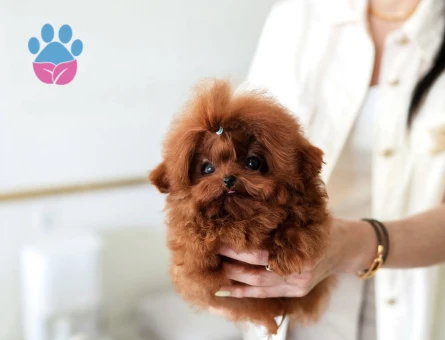 Kore Poodle birbirinin güzeli efsane bebekler - 10305 - Görsel 3