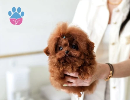 Kore Poodle birbirinin güzeli efsane bebekler - 10305 - Görsel 2