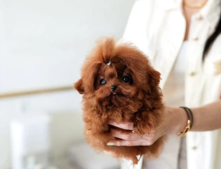 Kore Poodle birbirinin güzeli efsane bebekler - 10305
