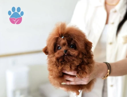 Kore Poodle birbirinin güzeli efsane bebekler - 10305 - Görsel 4