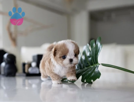 Kore Poodle yavrularımız - 10306 - Görsel 2