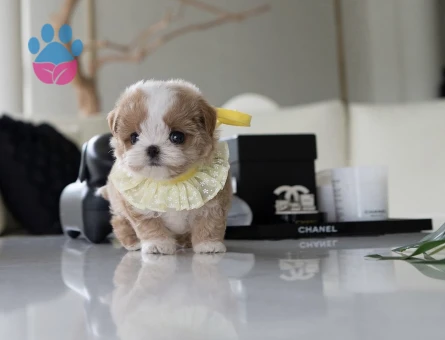 Kore Poodle yavrularımız - 10306 - Görsel 3