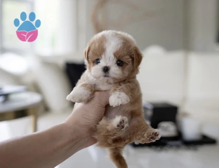 Kore Poodle yavrularımız - 10306 - Görsel 4