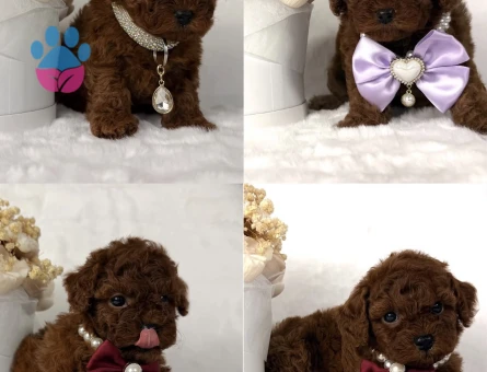 Kore Poodle birbirinden efsane - 10307 - Görsel 2