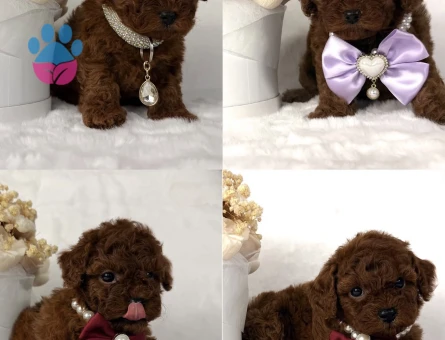 Kore Poodle birbirinden efsane - 10307 - Görsel 4