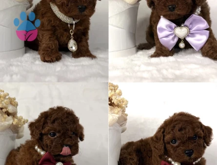 Kore Poodle birbirinden efsane - 10307 - Görsel 3
