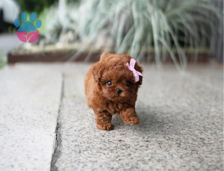 Kore Poodle yavrularımız - 10308