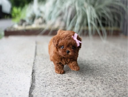 Kore Poodle yavrularımız - 10308