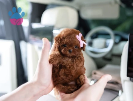 Kore Poodle yavrularımız - 10308 - Görsel 3
