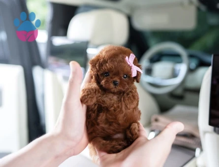 Kore Poodle yavrularımız - 10308 - Görsel 4