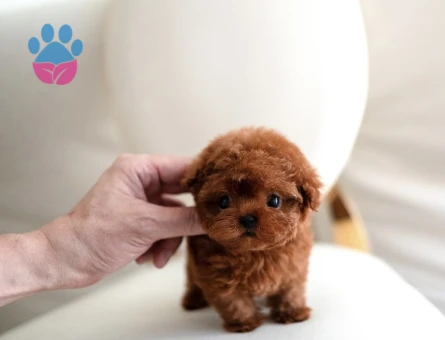 Kore Poodle yavrularımızı - 10309 - Görsel 2
