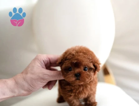 Kore Poodle yavrularımızı - 10309 - Görsel 3