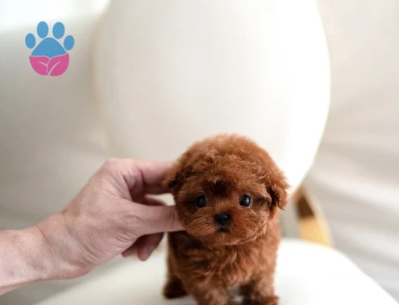 Kore Poodle yavrularımızı - 10309 - Görsel 4