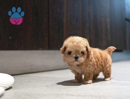 Kore Poodle güzel bebeklerimizin - 10310 - Görsel 4