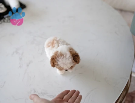 Kore Poodle efsane bebek - 10311 - Görsel 3