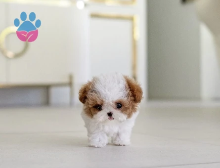 Kore Poodle efsane bebek - 10311 - Görsel 2